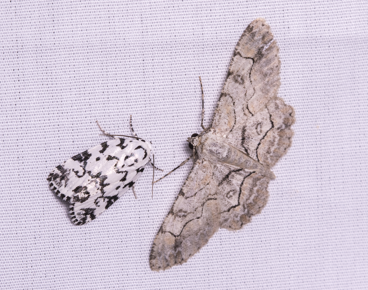 Polygrammate hebraeicum - The Hebrew on left; Iridopsis larvaria