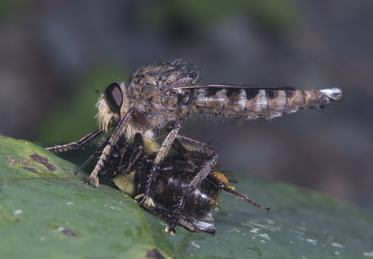 Promachus bastardii 1