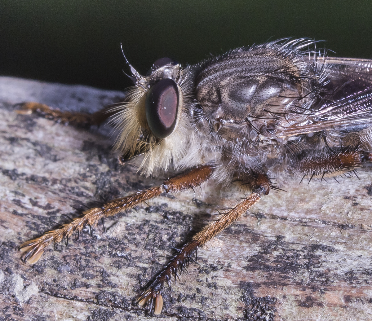 Promachus bastardii head