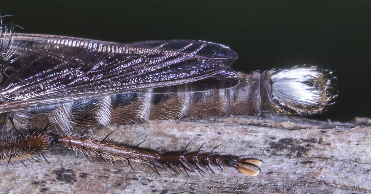 Promachus bastardii tail