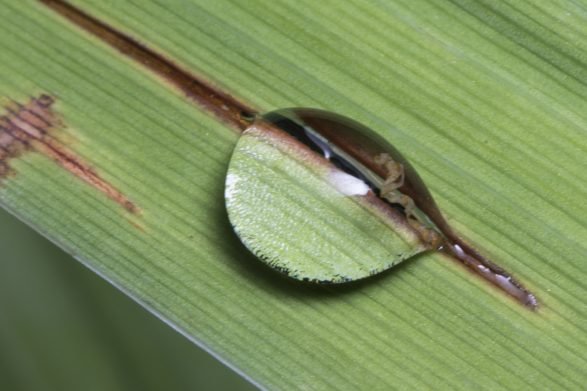 rain drop on iris leaf