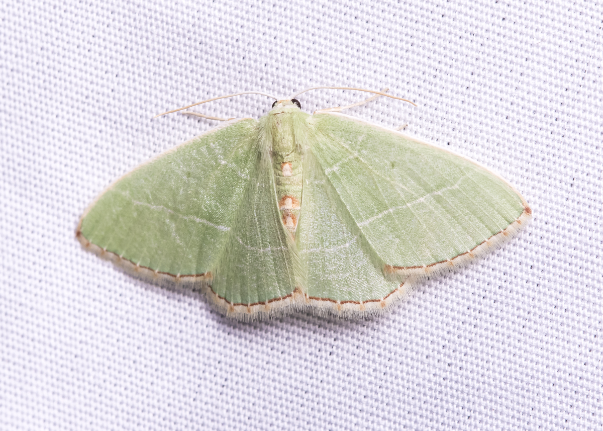 Red-fringed Emerald, Nemoria bistriaria