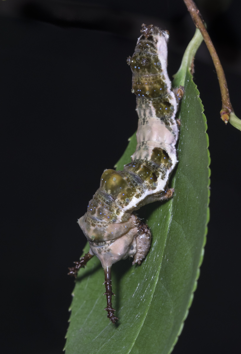 Red-spotted Purple caterpillar