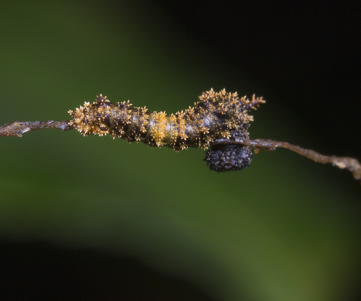 Red-spotted Purple larva