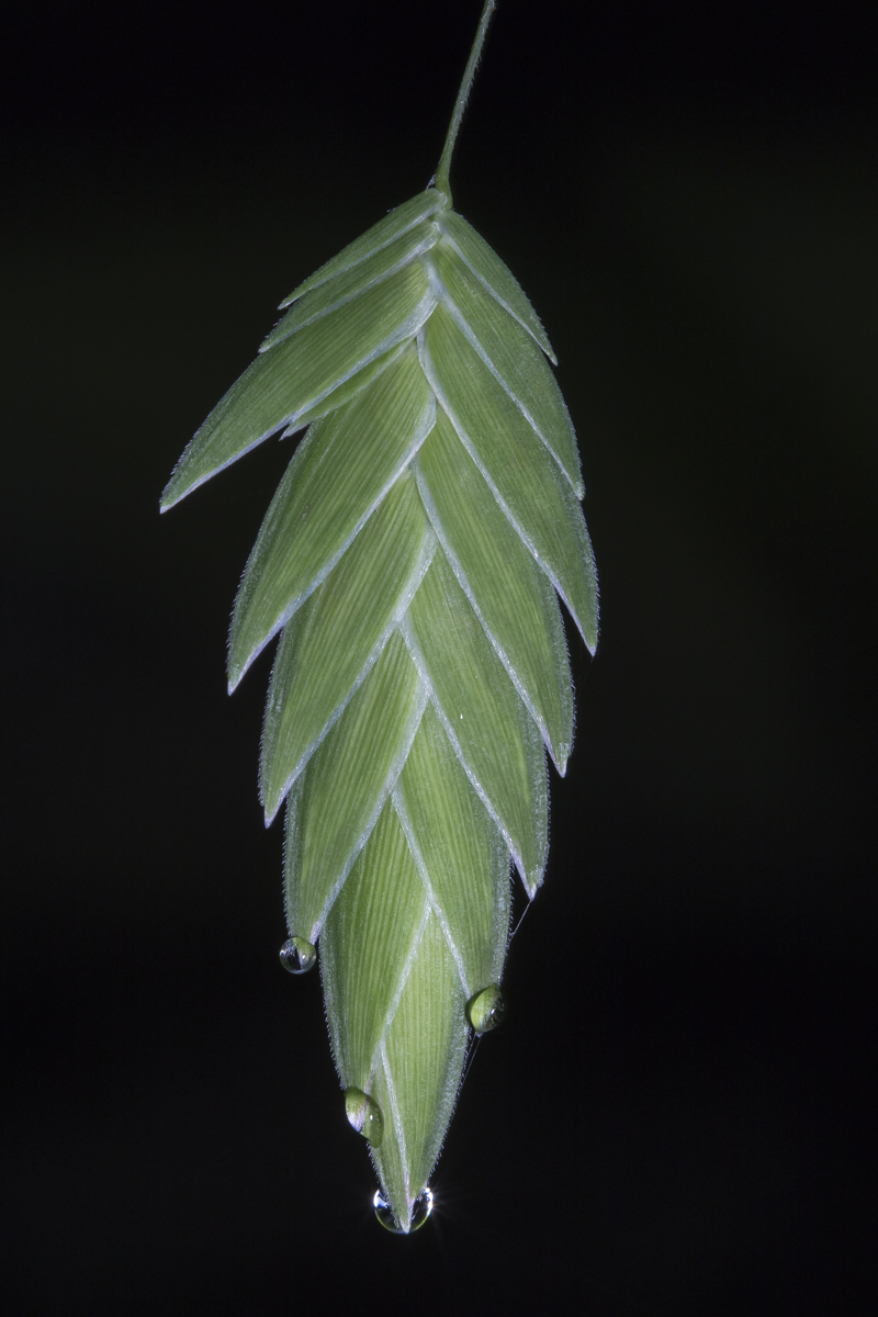 River Oats seed after rain