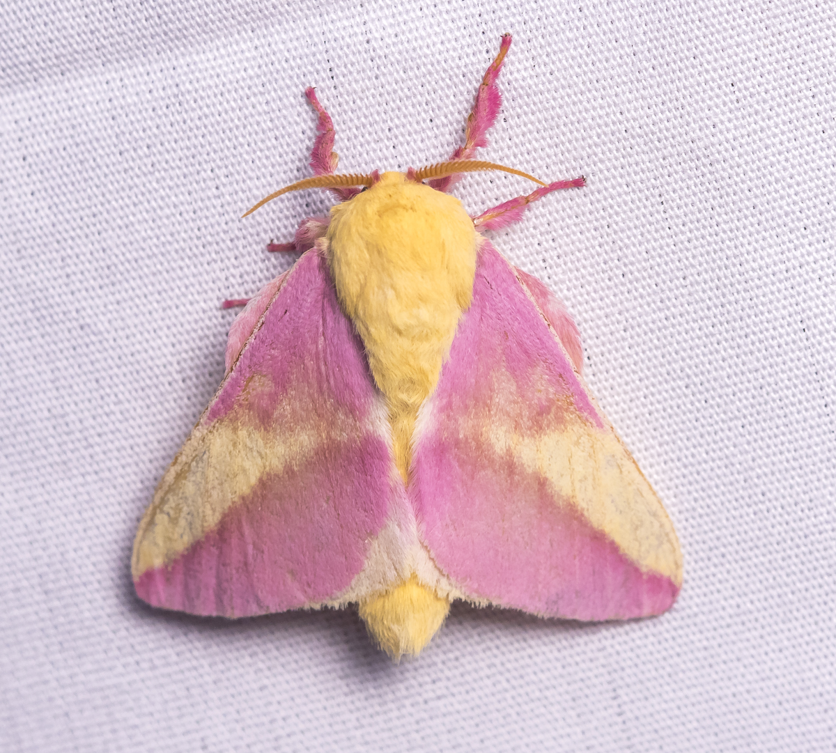 Rosy Maple Moth