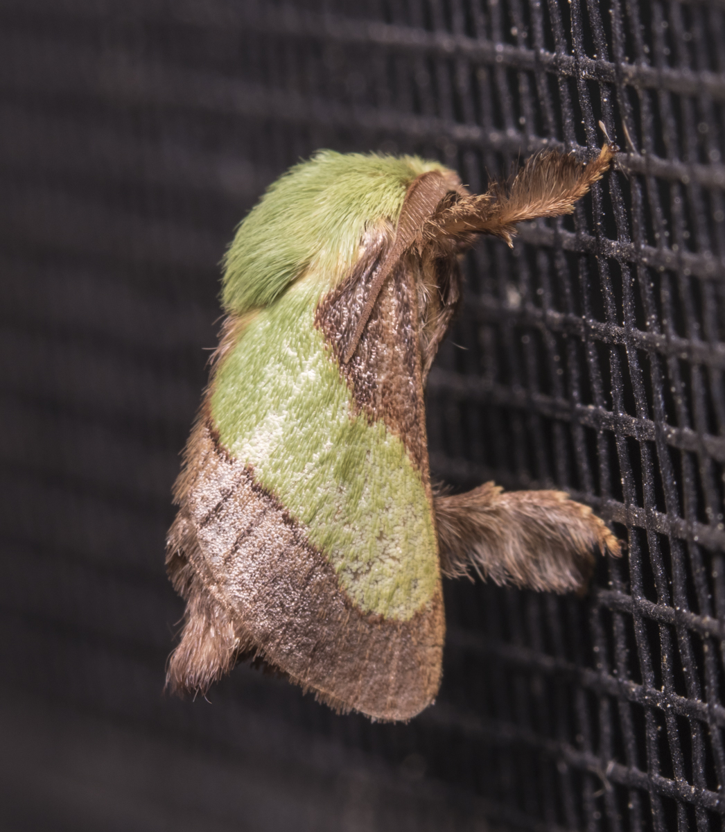 Smaller Parasa, Parasa chloris