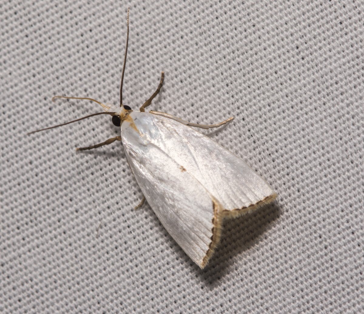 Snowy Urola - Urola nivalis