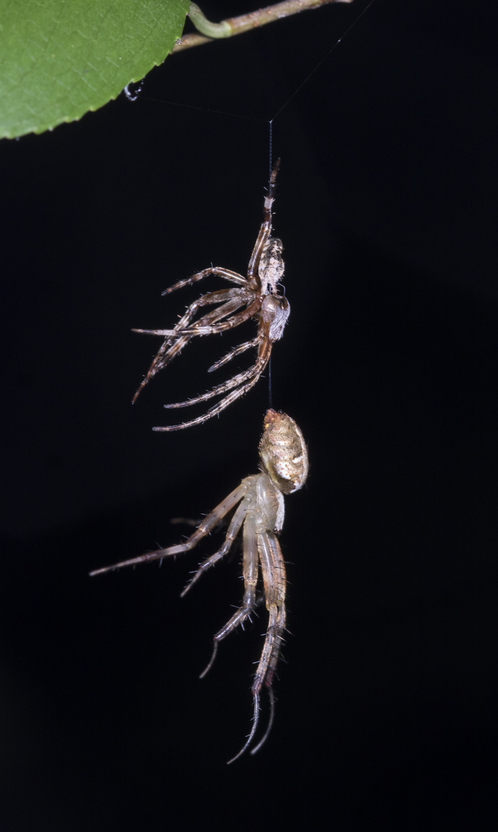 spider shedding skin 1