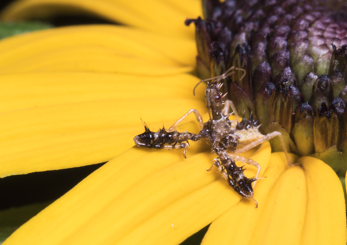 Spined Assasin Bug - Sinea diadema 1