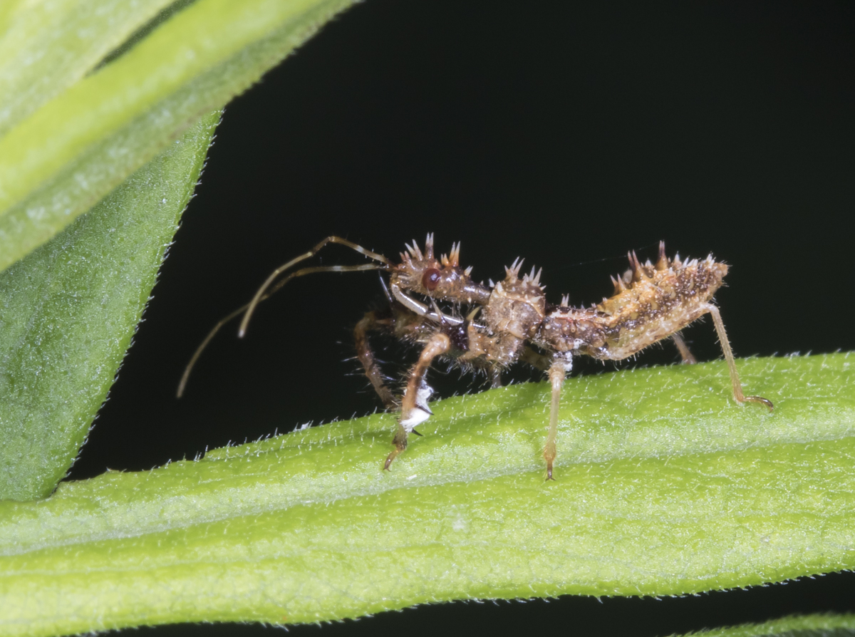 Spined Assasin Bug - Sinea diadema