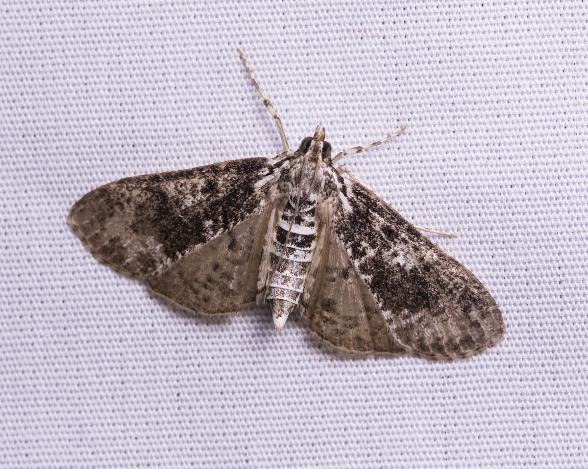 Splendid Palpita Moth - Palpita magniferalis ???