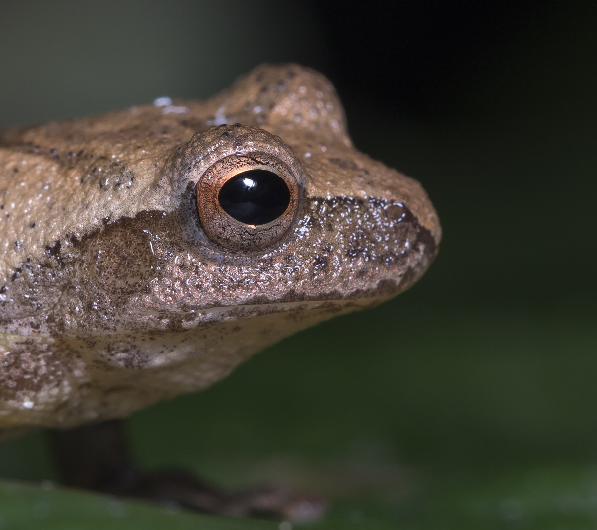 Spring Peeper head