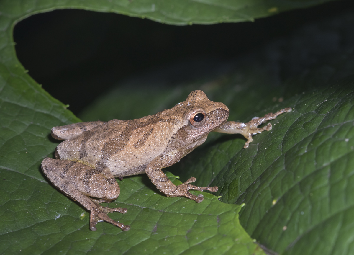 Spring Peeper