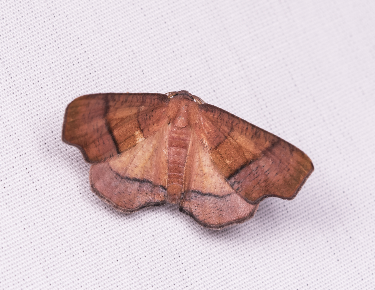 Straight-lined Plagodis Moth - Plagodis phlogosaria??
