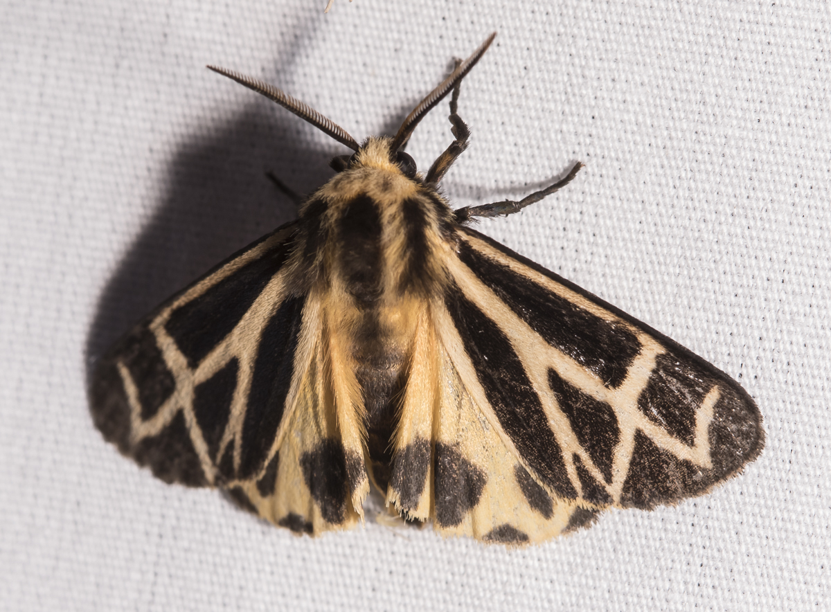 Tiger Moth - Apantesis sp.