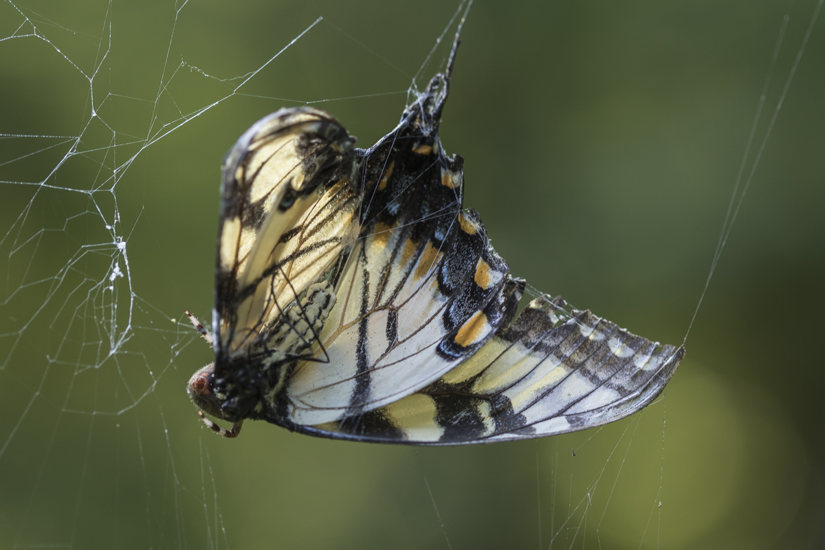 Tiger Swallowtail in spider web