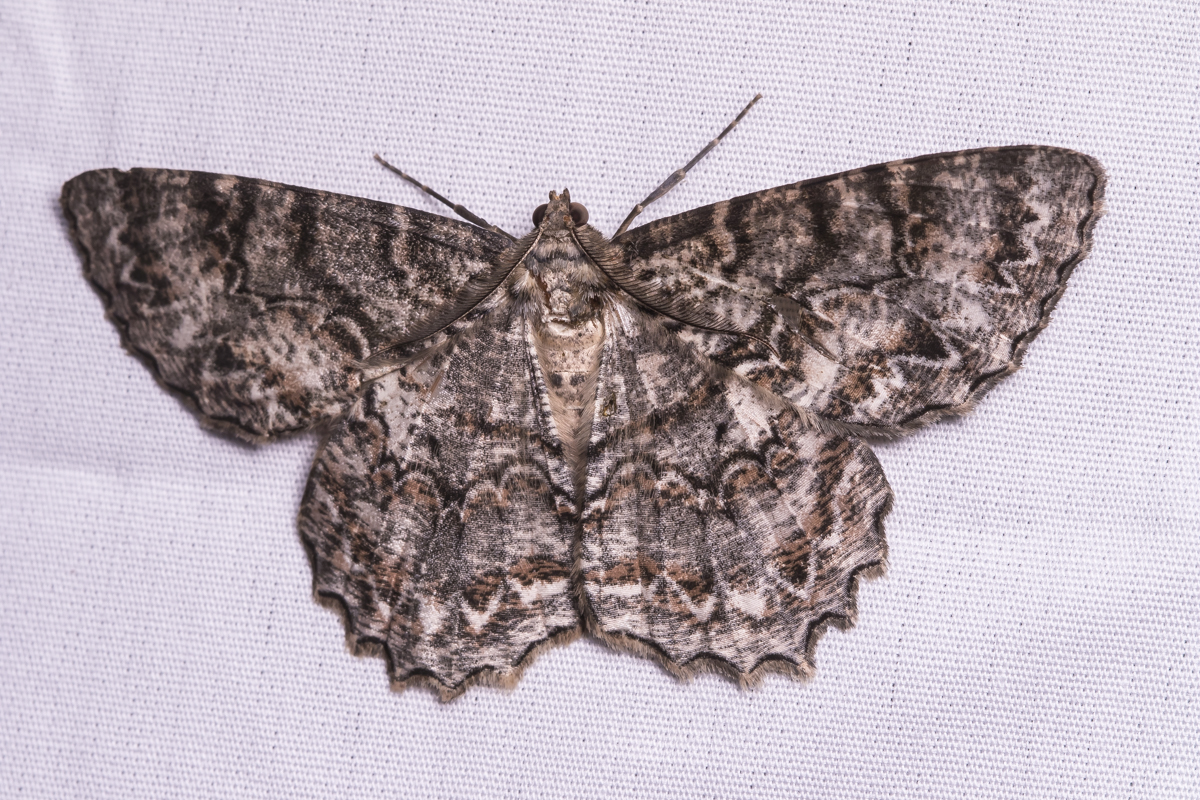 Tulip-tree Beauty - Epimecis hortaria