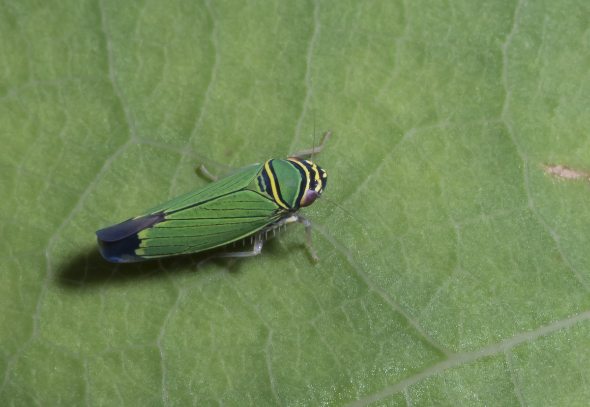 Tylozygus geometricus leafhopper