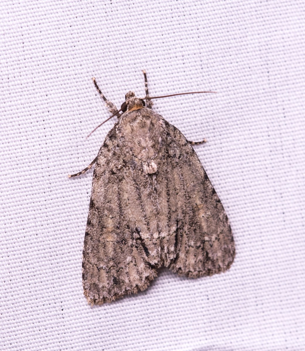 Unidentified - perhaps Genus Acronicta - Dagger Moths???