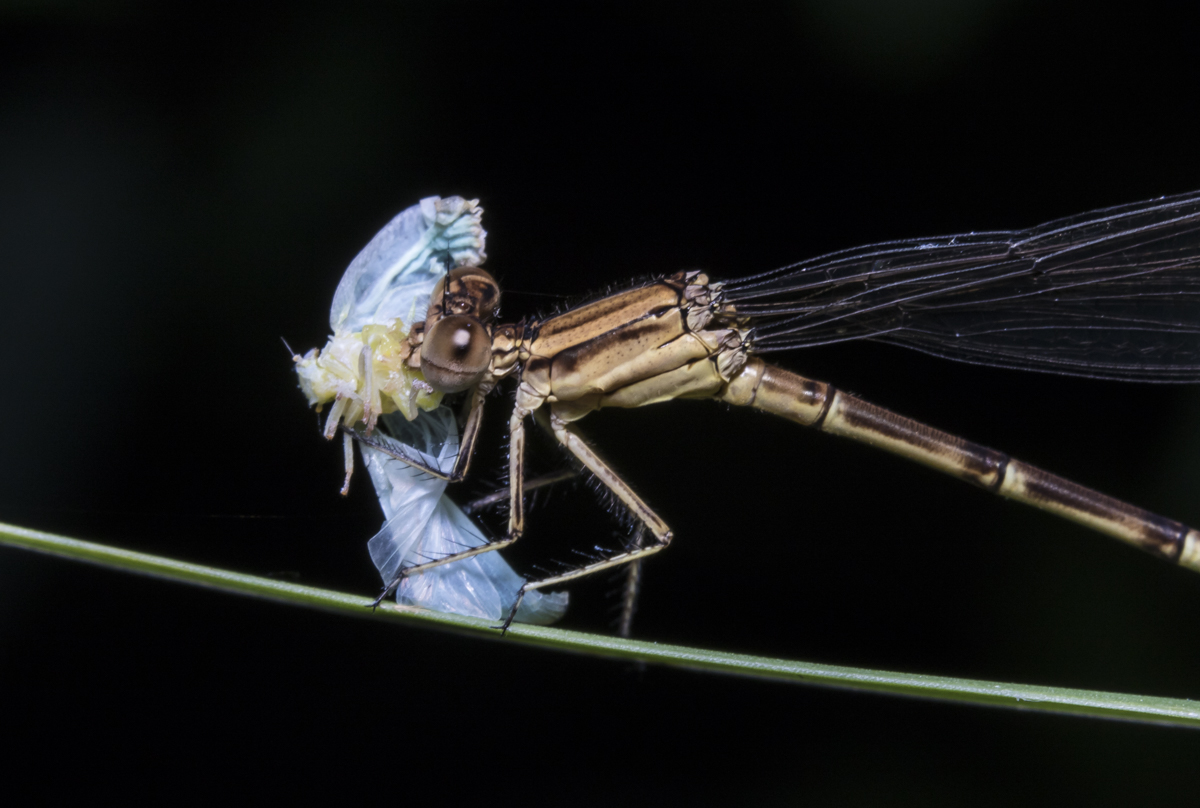 Variable Dancer eating planthopper 1