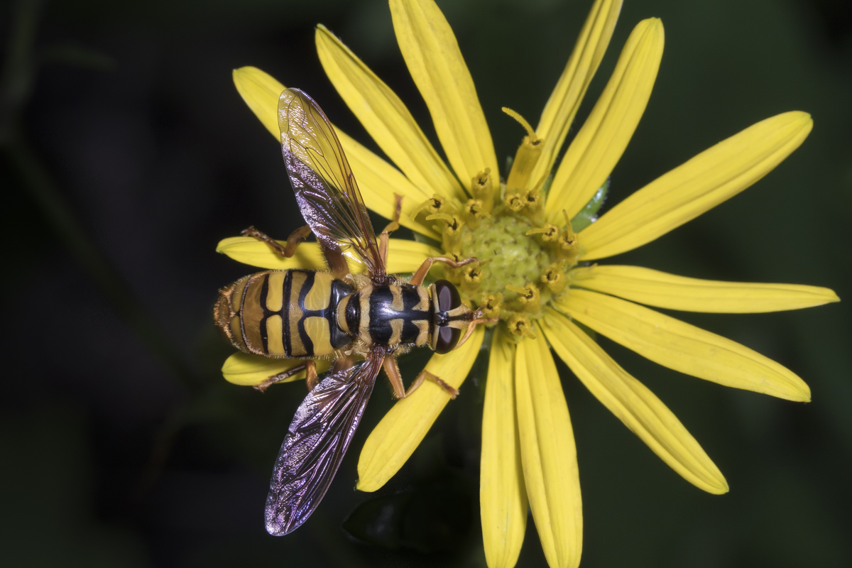 Virginia (or Yellowjacket) Hoverfly, Milesia virginiensis