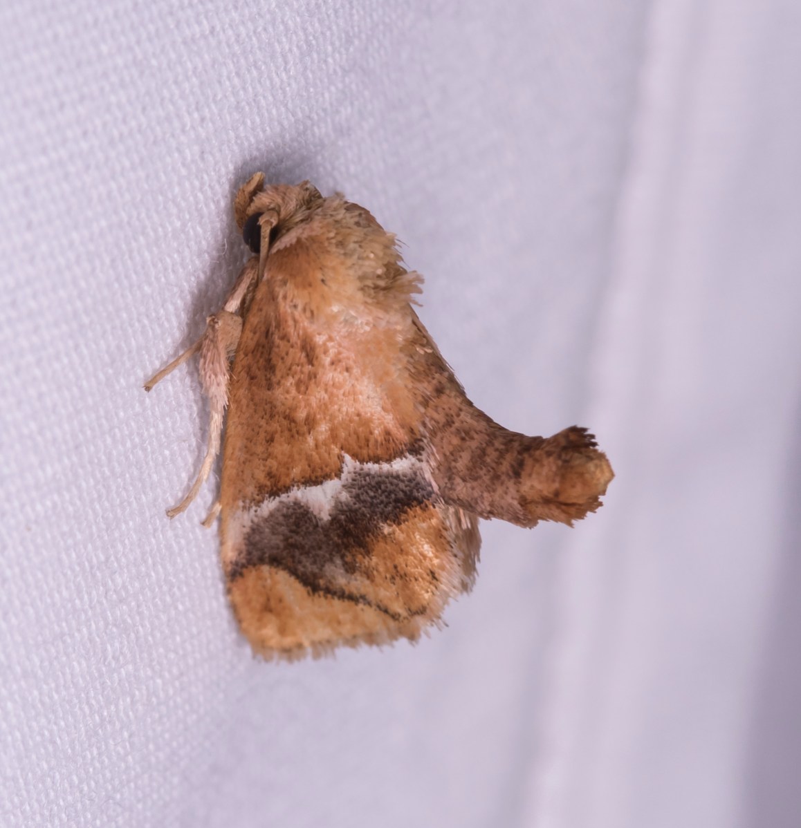 Yellow-shouldered Slug Moth, Lithacodes fasciola