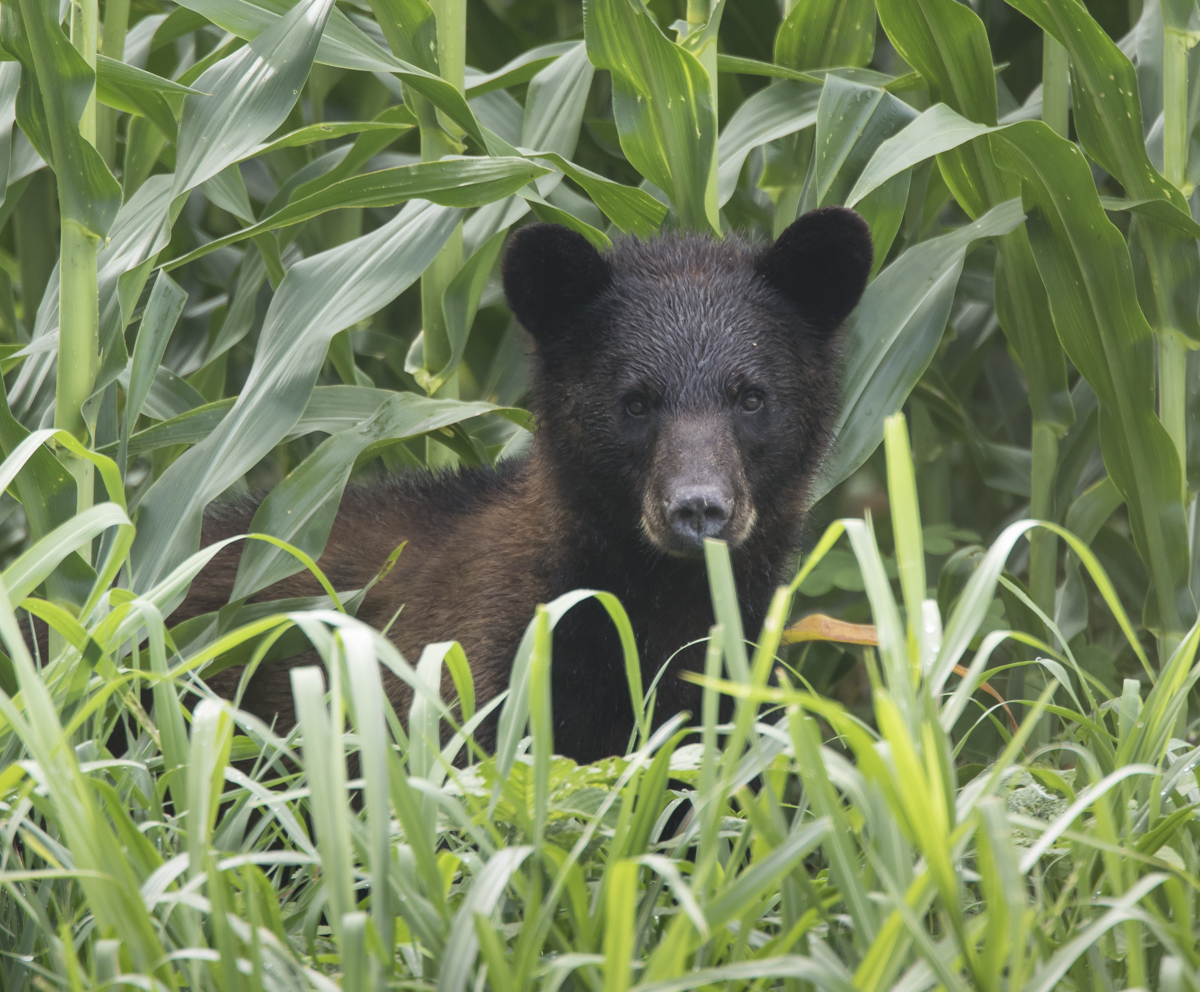 young bear in corn