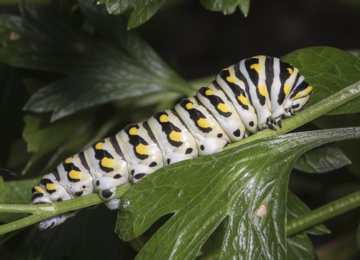 Black Swallowtail caterpillar last instar