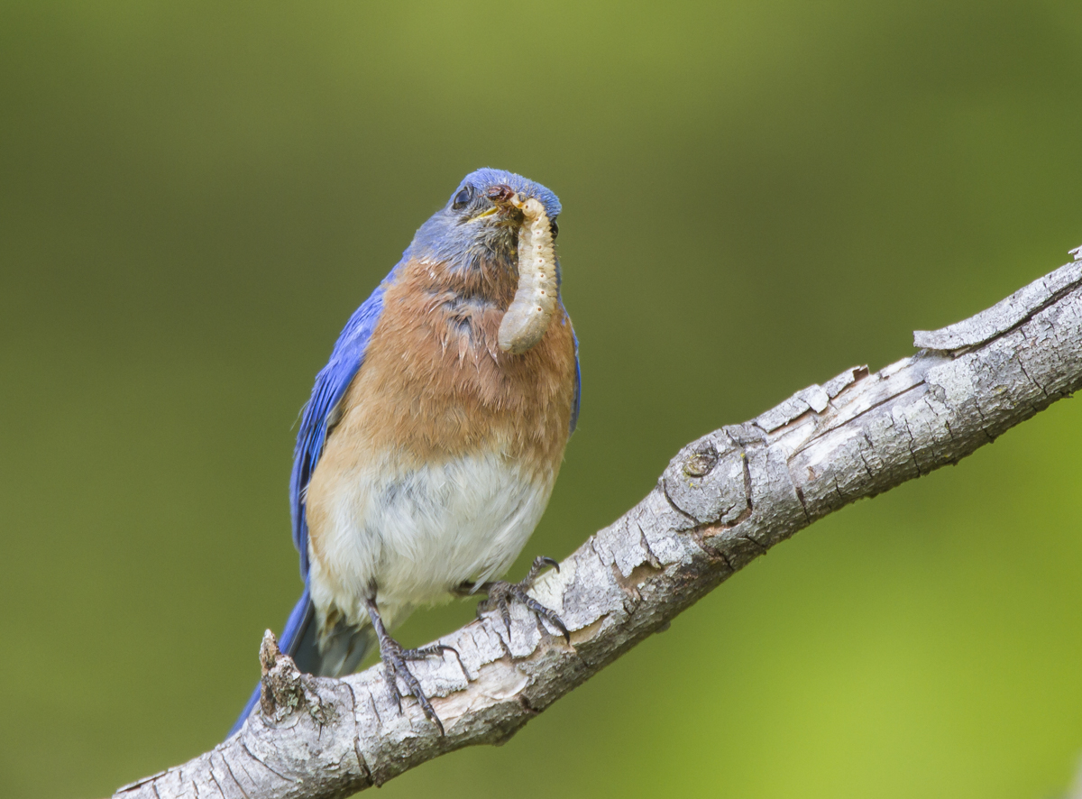 Bluebird with grub 2