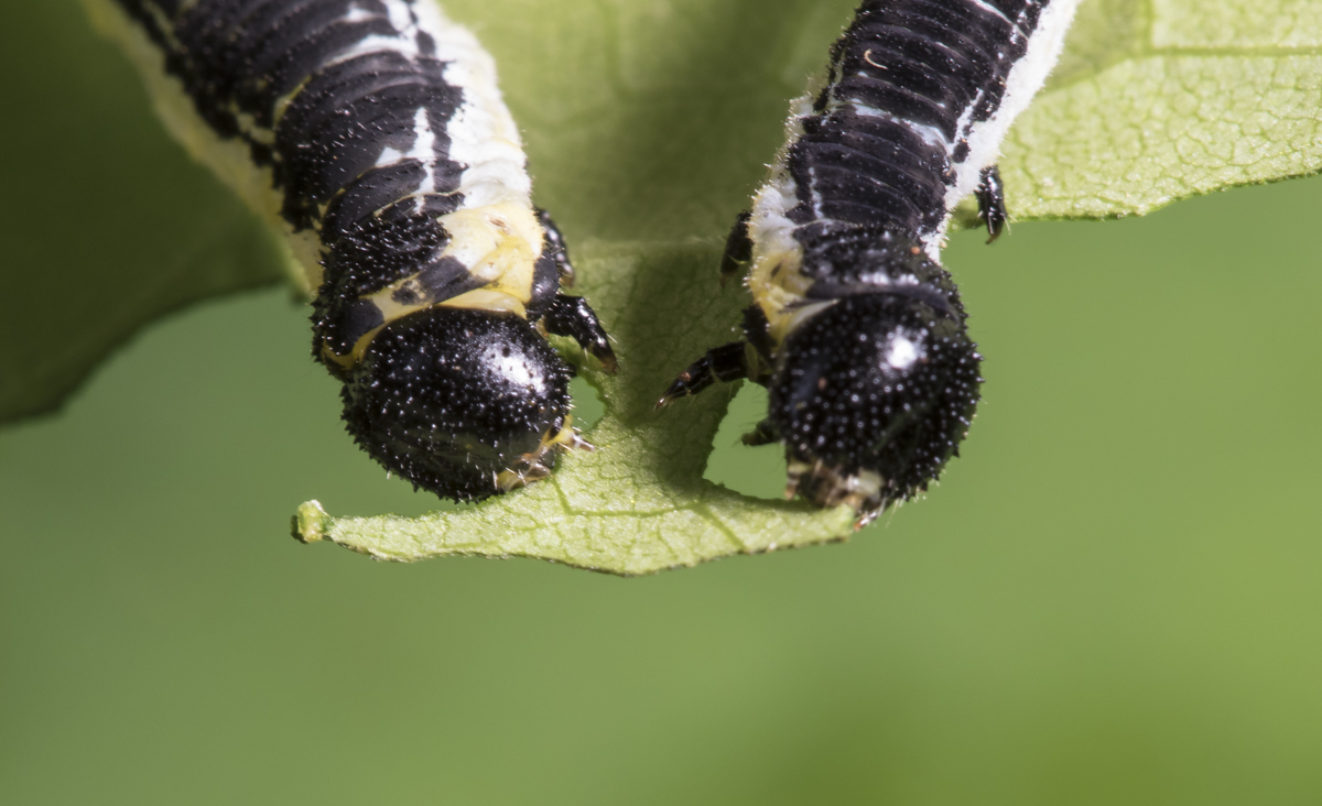 Catalpa Sphinx larvae heads