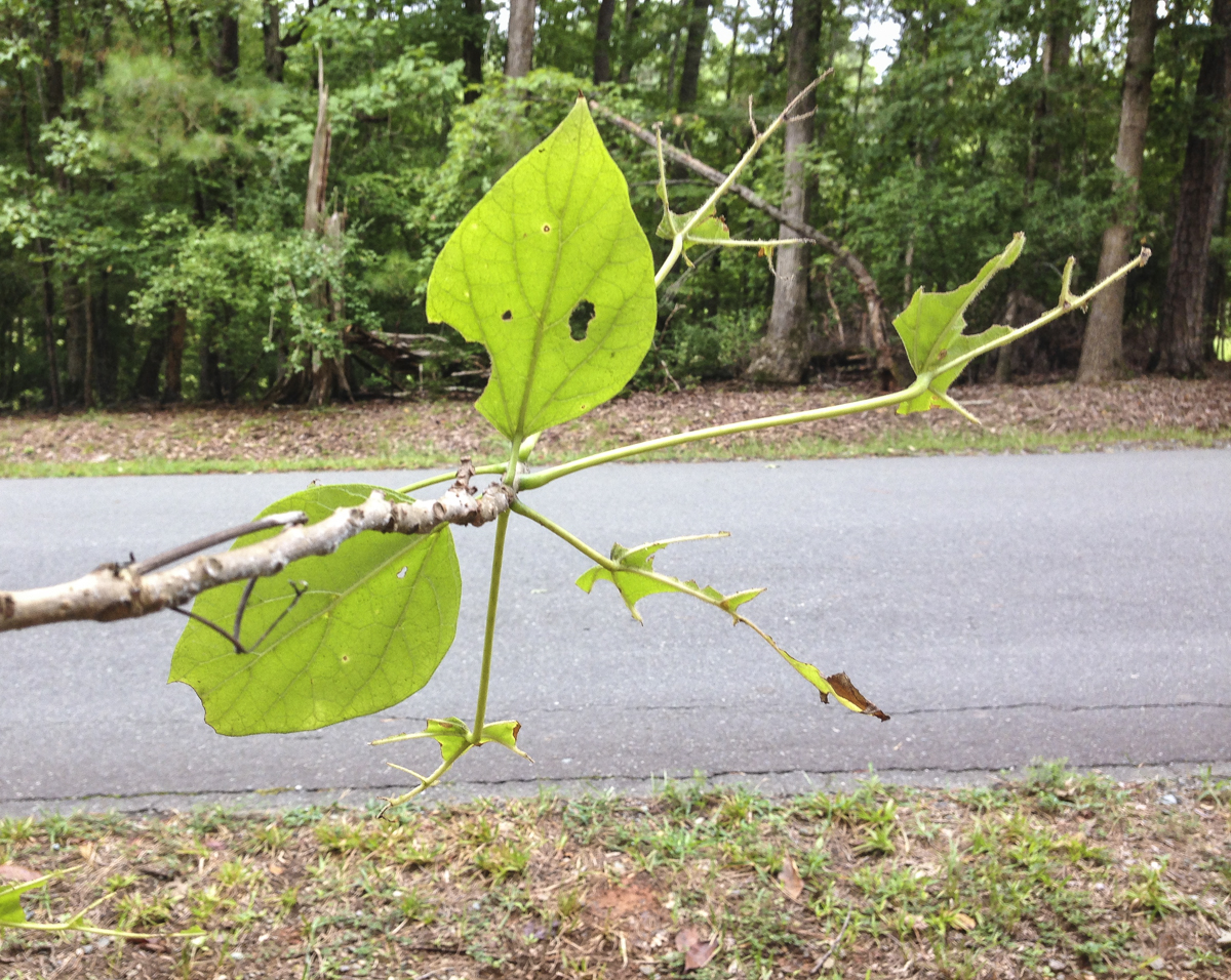 Catalpa tree branch showing caterpillar feeding