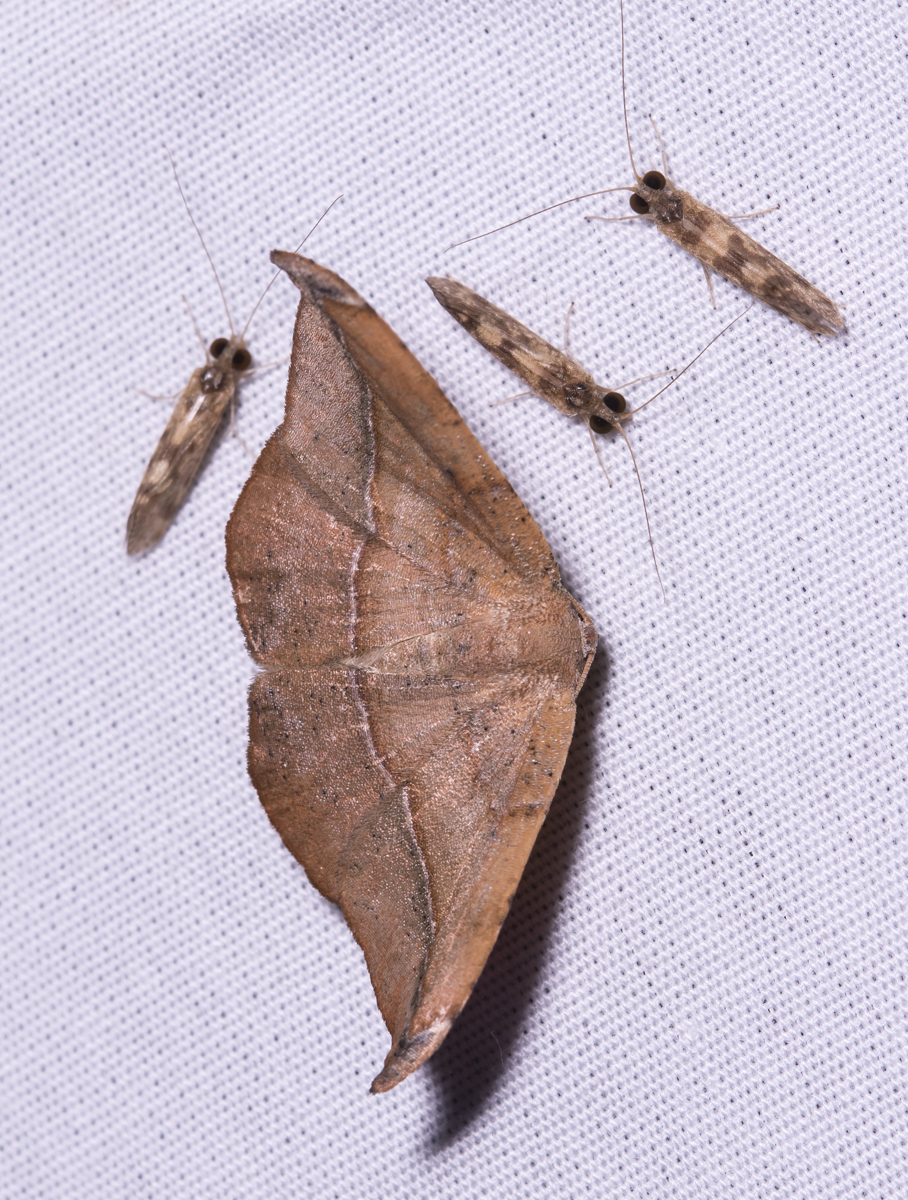 Curve-toothed Geometer - Eutrapela clemataria??