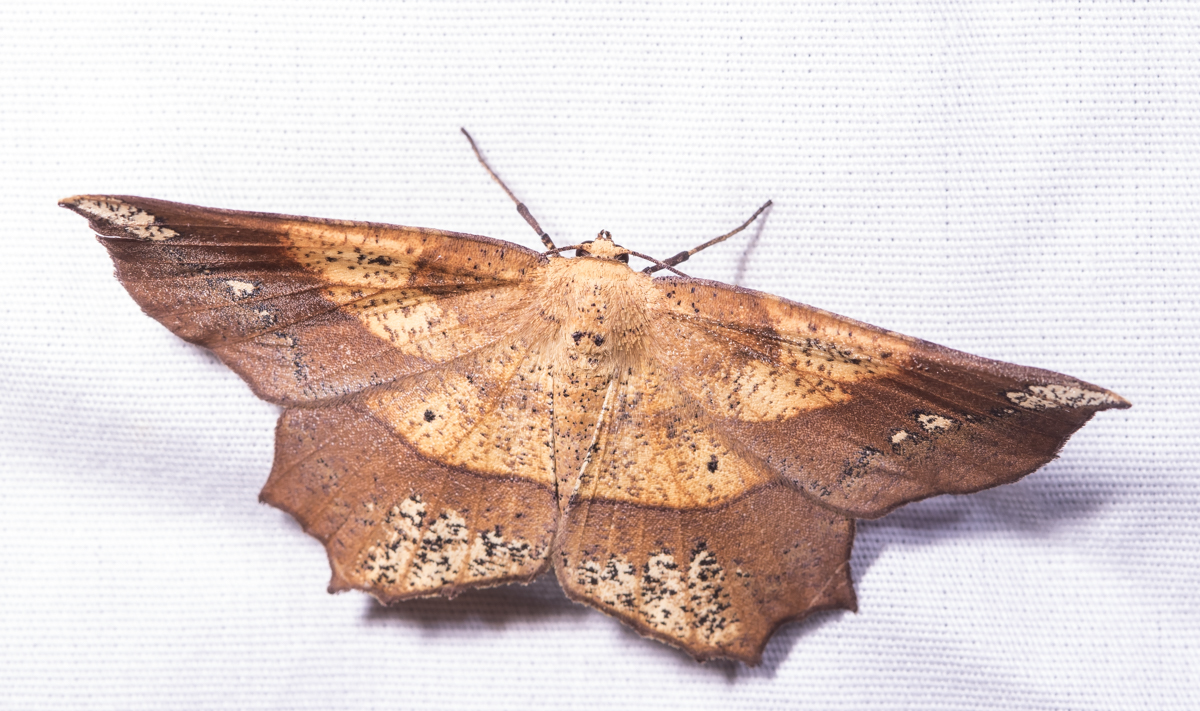 Deep Yellow Euchlaena - Euchlaena amoenaria