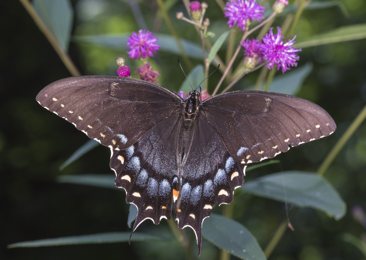Eastern Tiger Swallowtail black phase female