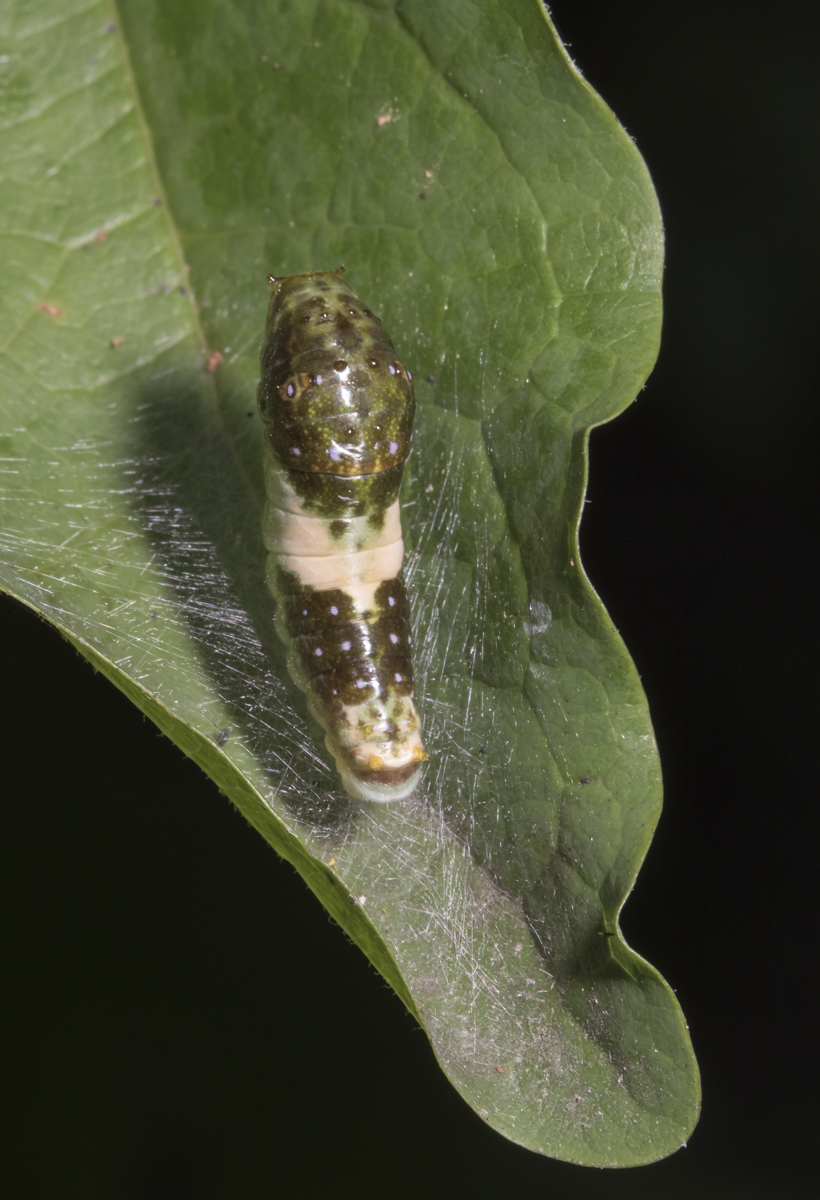 Eastern Tiger Swallowtail larva
