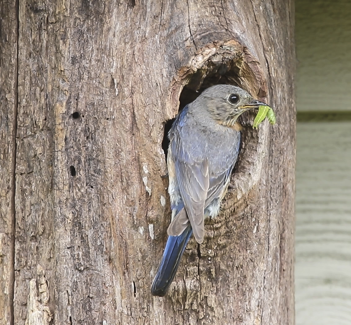 Female Eastern Bluebird with caterpillar