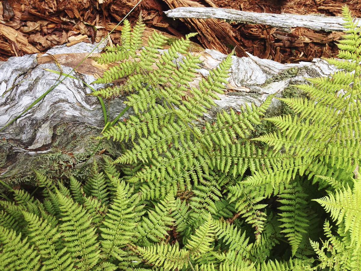 ferns in forest 1