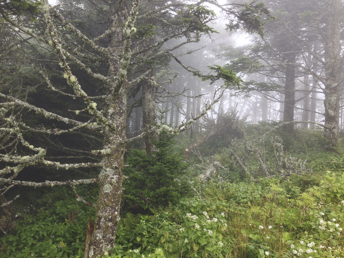 Forest near the summit in fog 1