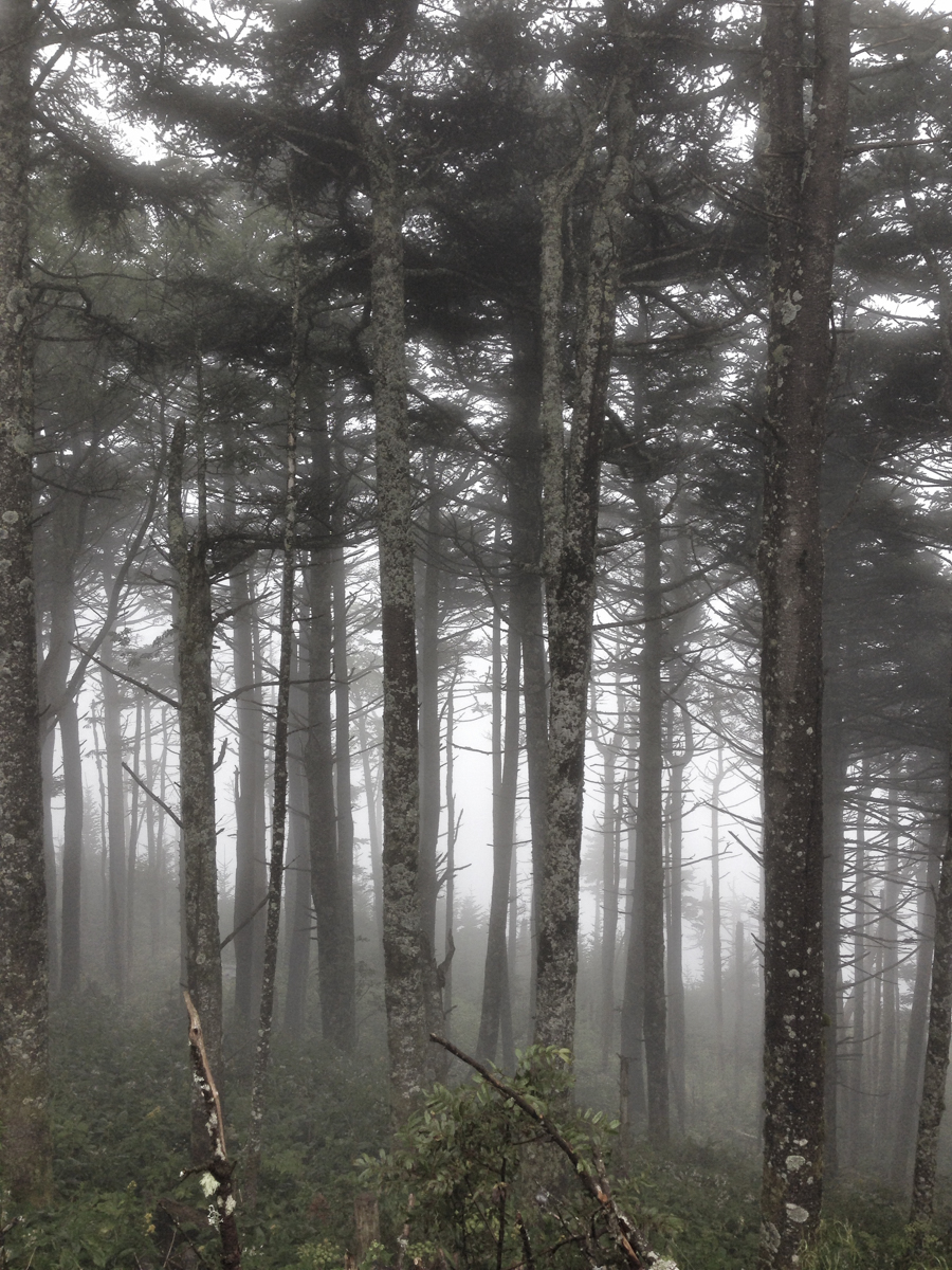Forest near the summit in fog