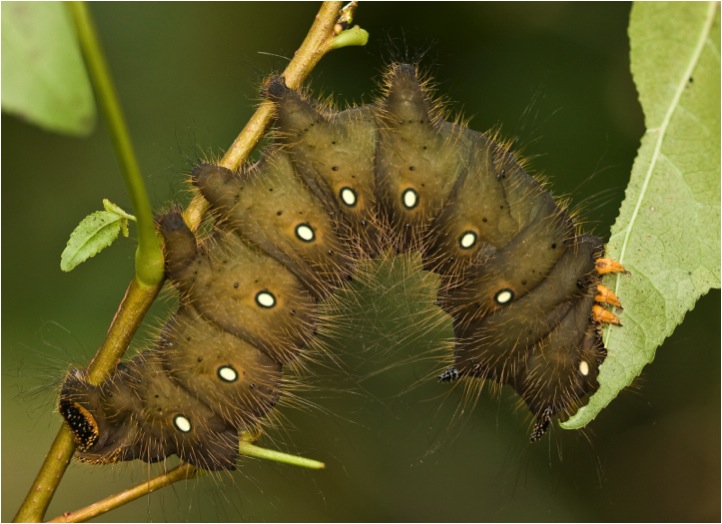 Imperial moth larva