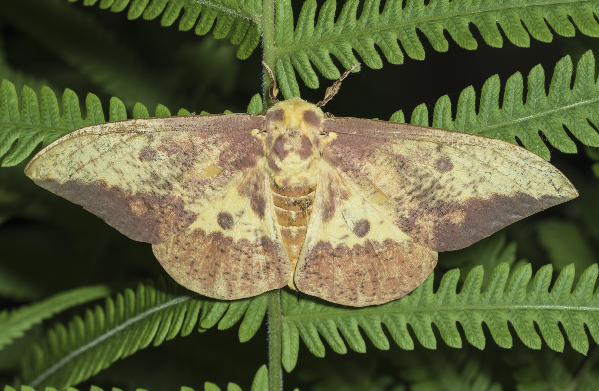 Imperial Moth, male