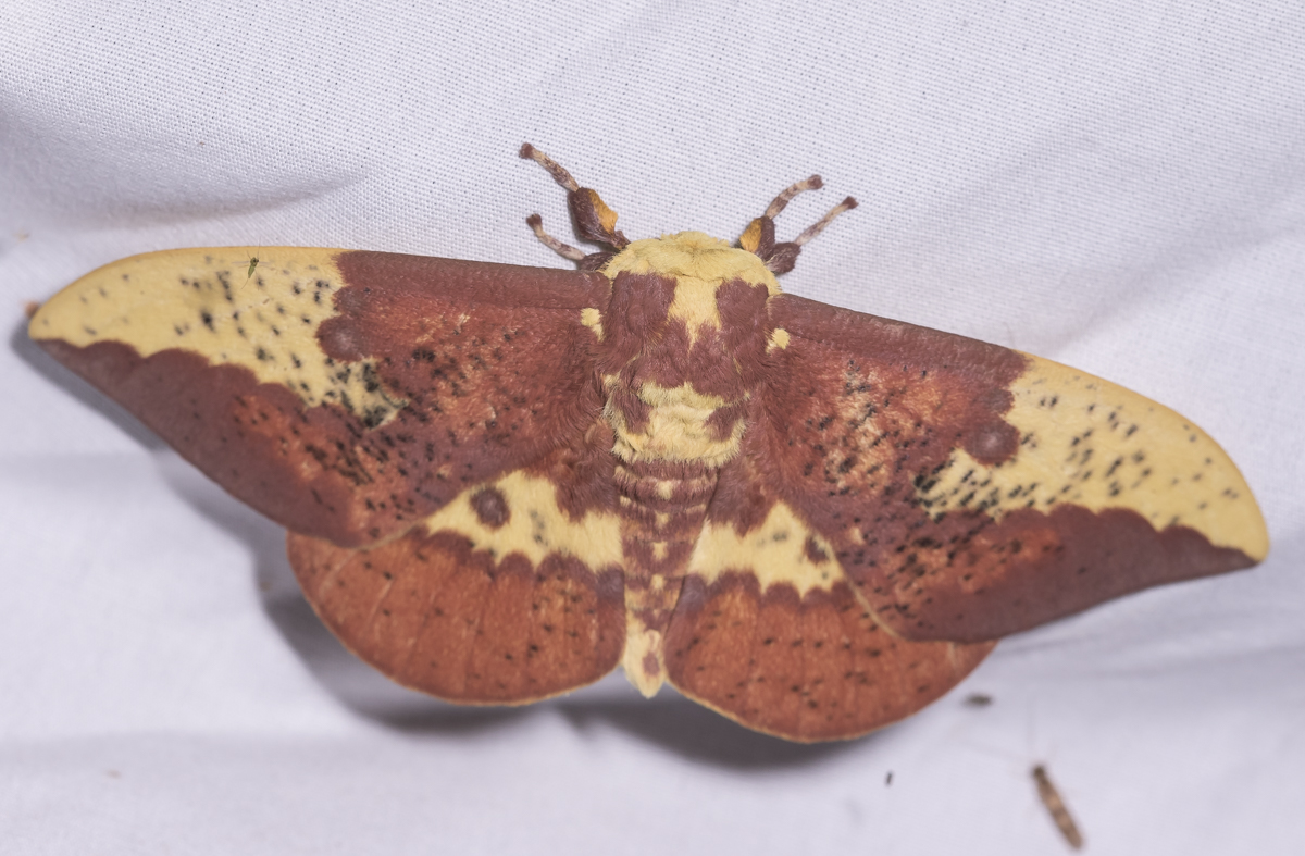 Imperial Moth, male