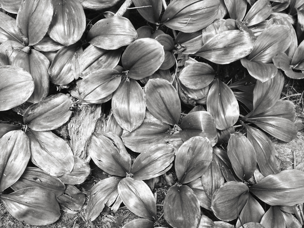 Lily leaves