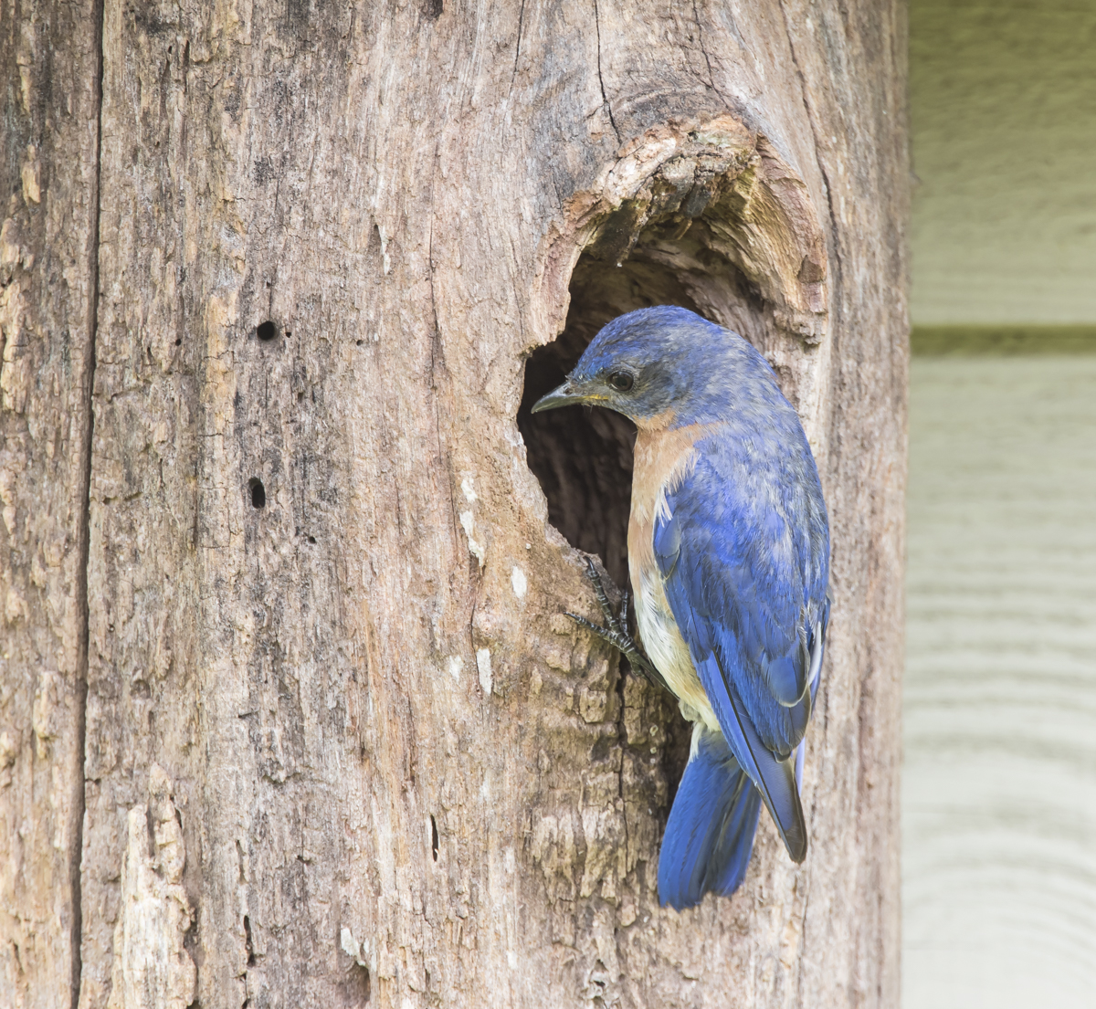 Male Bluebird at nest opening