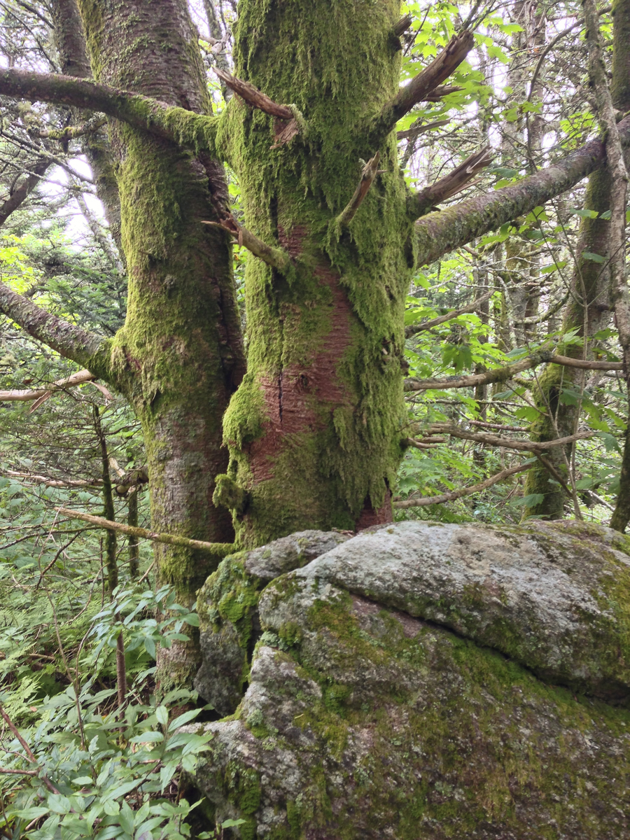 Mossy forest