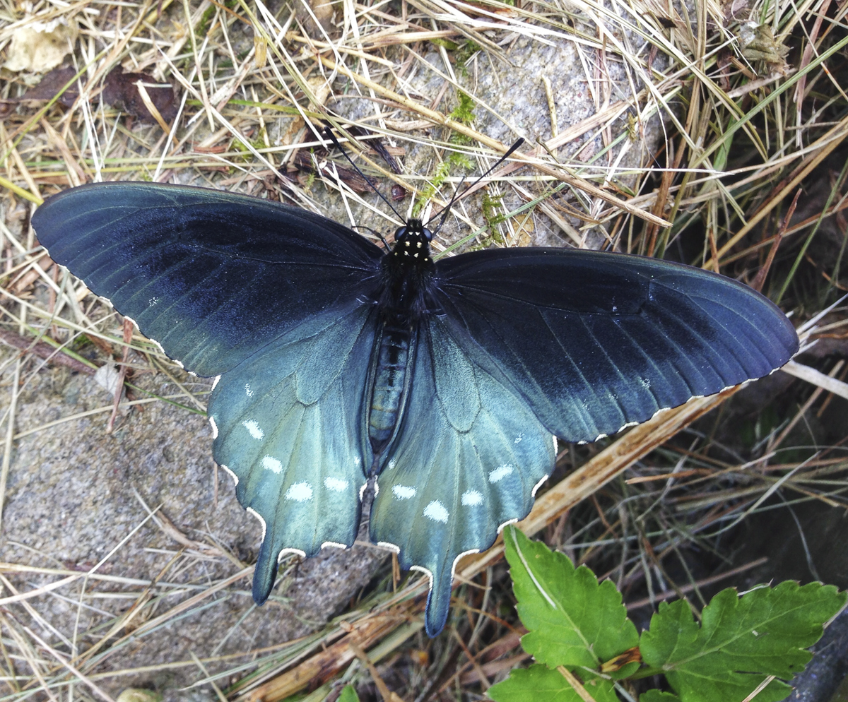 Pipevine Swallowtail