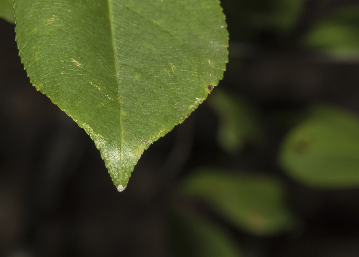 Red-spotted Purple egg on cherry leaf