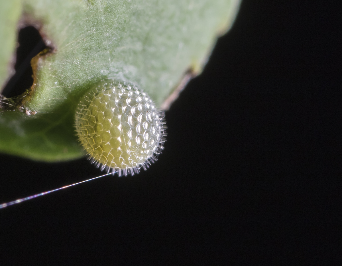 Red-spotted Purple egg up close