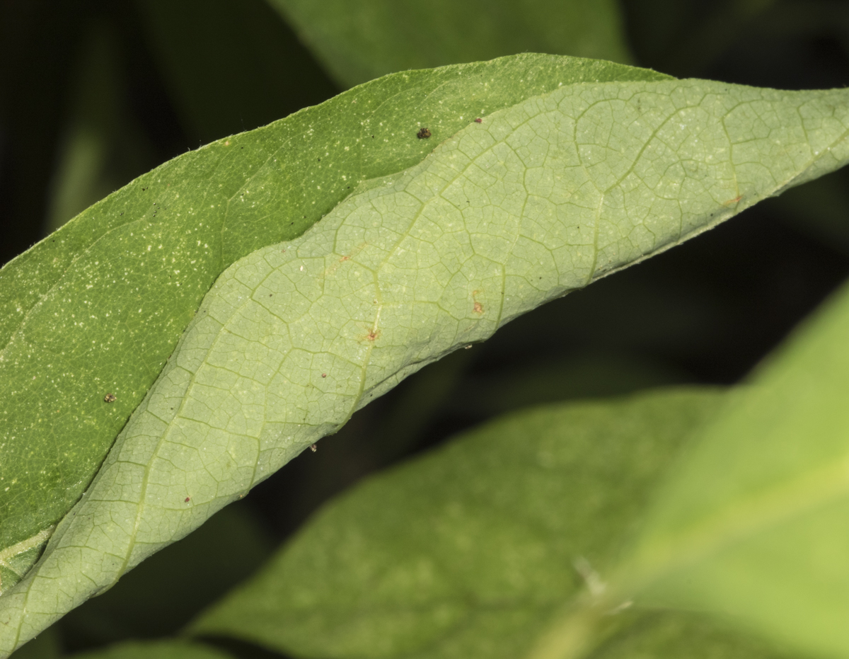 Spicebush Swallowtail folded leaf